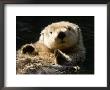 Closeup Of A Captive Sea Otter Making Eye Contact by Tim Laman Limited Edition Print