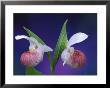 Showy Lady's Slippers, Bruce Peninsula National Park, Michigan, Usa by Claudia Adams Limited Edition Print