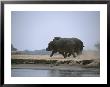 Two Hippos Stir Up Dust As They Trot Along The Waters Edge by Beverly Joubert Limited Edition Print