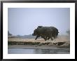 Two Hippos Stir Up Dust As They Trot Along The Waters Edge by Beverly Joubert Limited Edition Pricing Art Print