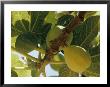 Close-Up Of Two Large Figs Hanging On A Branch by Robert Sisson Limited Edition Print