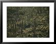 Cacti Near Tucson, Arizona by Skip Brown Limited Edition Print