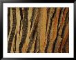 Close View Of Bark On An Old Growth Cottonwood Tree by Raymond Gehman Limited Edition Print