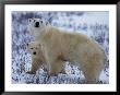A Polar Bear Stands Among Low Willows With Her Cub by Paul Nicklen Limited Edition Print