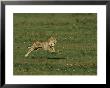 A Cheetah Seems To Fly In The Air As It Runs by Norbert Rosing Limited Edition Print