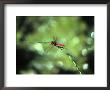 Dragonfly, Yangdi Valley, Guilin, Guangxi, China by Raymond Gehman Limited Edition Print