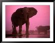 African Elephants by Chris Johns Limited Edition Print