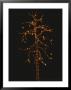 Christmas Lights Outline A Tall Tree In The Snow Against The Dark Sky by Stephen St. John Limited Edition Pricing Art Print