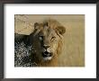 Lion (Panthera Leo), Etosha, Namibia, Africa by Steve & Ann Toon Limited Edition Print