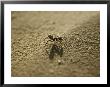 A Long-Legged Dune Ant Creeps Across The Sand by Jason Edwards Limited Edition Print
