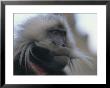 Portrait Of A Gelada by Michael Nichols Limited Edition Print