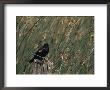 A Red-Winged Blackbird Sits On A Post Amid Tall Grasses by Bates Littlehales Limited Edition Print