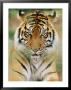 A Portrait Of A Sumatran Tiger by Norbert Rosing Limited Edition Print