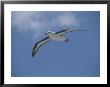 A Black-Browed Albatross In Flight In A Clear Blue Sky by Gordon Wiltsie Limited Edition Print