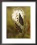 Close View Of A Milkweed Pod Gone To Seed by Phil Schermeister Limited Edition Print