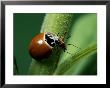 A Ladybug Eats An Insect by George Grall Limited Edition Pricing Art Print