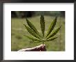 Close-Up Of A Marijuana Leaf by Steve Raymer Limited Edition Pricing Art Print