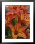 Norway, Hidra, Lilies With Rain Drops On Petals by Brimberg & Coulson Limited Edition Print