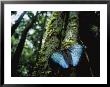 A Blue Morpho Butterfly On The Above-Ground Root Of A Palm Tree by Joel Sartore Limited Edition Print