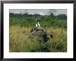 Two Cattle Egrets Stand Atop A Cape Buffalo by Joe Scherschel Limited Edition Pricing Art Print