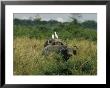 Two Cattle Egrets Stand Atop A Cape Buffalo by Joe Scherschel Limited Edition Print