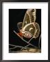 A Female Cecropia Moth Has Just Emerged From Its Cocoon by Darlyne A. Murawski Limited Edition Print