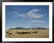 Mares Running Over The Prairie With The Rocky Mountains In Background by Raymond Gehman Limited Edition Print