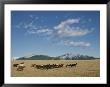 Mares Running Over The Prairie With The Rocky Mountains In Background by Raymond Gehman Limited Edition Pricing Art Print