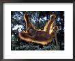 Borneo, Tanjung National Park Orangutan (Pongo Pygmaeus) Juvenile Stretching Out Between Branches by Theo Allofs Limited Edition Print