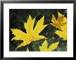 Close View Of Big Leaf Maple Leaves In Autumn Color by Marc Moritsch Limited Edition Print