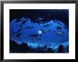 A Diver Passes By A School Of Tarpon Near An Underwater Arch by Bill Curtsinger Limited Edition Print