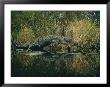 American Alligator Basking Near The Water by Farrell Grehan Limited Edition Print