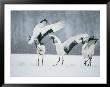 Red Crowned Crane (Grus Japonensis) Courtship Dance, Hokkaido, Japan by Roy Toft Limited Edition Print