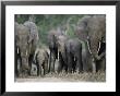 A Group Of African Forest Elephants In A Clearing In The Forest by Michael Fay Limited Edition Print