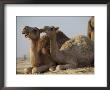 Two Dromedary Camels by James L. Stanfield Limited Edition Pricing Art Print