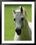 Arabian Horse by James L. Stanfield Limited Edition Print