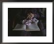 An Old Womans Hands Lie On A Book That She Is Reading by Roy Gumpel Limited Edition Pricing Art Print