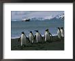 King Penguins And Cruise Ship At Gold Harbor by Gordon Wiltsie Limited Edition Print