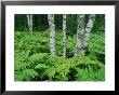 Silvery Birch Bark Gleams From A Bed Of Ferns At Twelvemile Beach Campground by Phil Schermeister Limited Edition Print