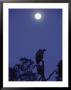 A Vulture Sits On A Branch Under The Light Of A Full Moon by Jason Edwards Limited Edition Pricing Art Print