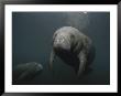 A Pair Of Florida Manatees In Floridas Crystal River by Brian J. Skerry Limited Edition Print