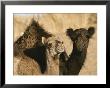 A Pair Of Dromedary Camels Pose Proudly In The Sahara Desert by Peter Carsten Limited Edition Print