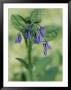A Close View Of A Bluebell In Spring by Taylor S. Kennedy Limited Edition Print