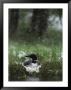 Snow Falls On A Loon Incubating Its Nest by Michael S. Quinton Limited Edition Print