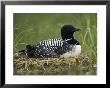 A Common Loon Sits On Her Marshy Nest by Michael S. Quinton Limited Edition Print