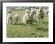 Sheep In A Field In Brittany by Nicole Duplaix Limited Edition Print