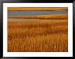 Salt Marsh With Cordgrass At Toms Cove On The Atlantic Ocean by Raymond Gehman Limited Edition Print