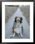 A Sheltie Dog Smiles While Sitting On A Neighborhood Sidewalk by Joel Sartore Limited Edition Print