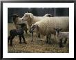 Ewes And Their Newborn Lambs by Stephen Alvarez Limited Edition Print