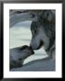 Two Gray Wolves Touch Noses During A Tender Moment by Jim And Jamie Dutcher Limited Edition Print